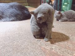 -more than meow吴止猫主题餐厅(承德 中船汇店)