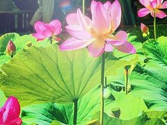 -北京西山国家森林公园