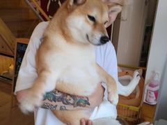 -南京Hallo宠物乐园·哈罗犬舍·柴犬繁育基地