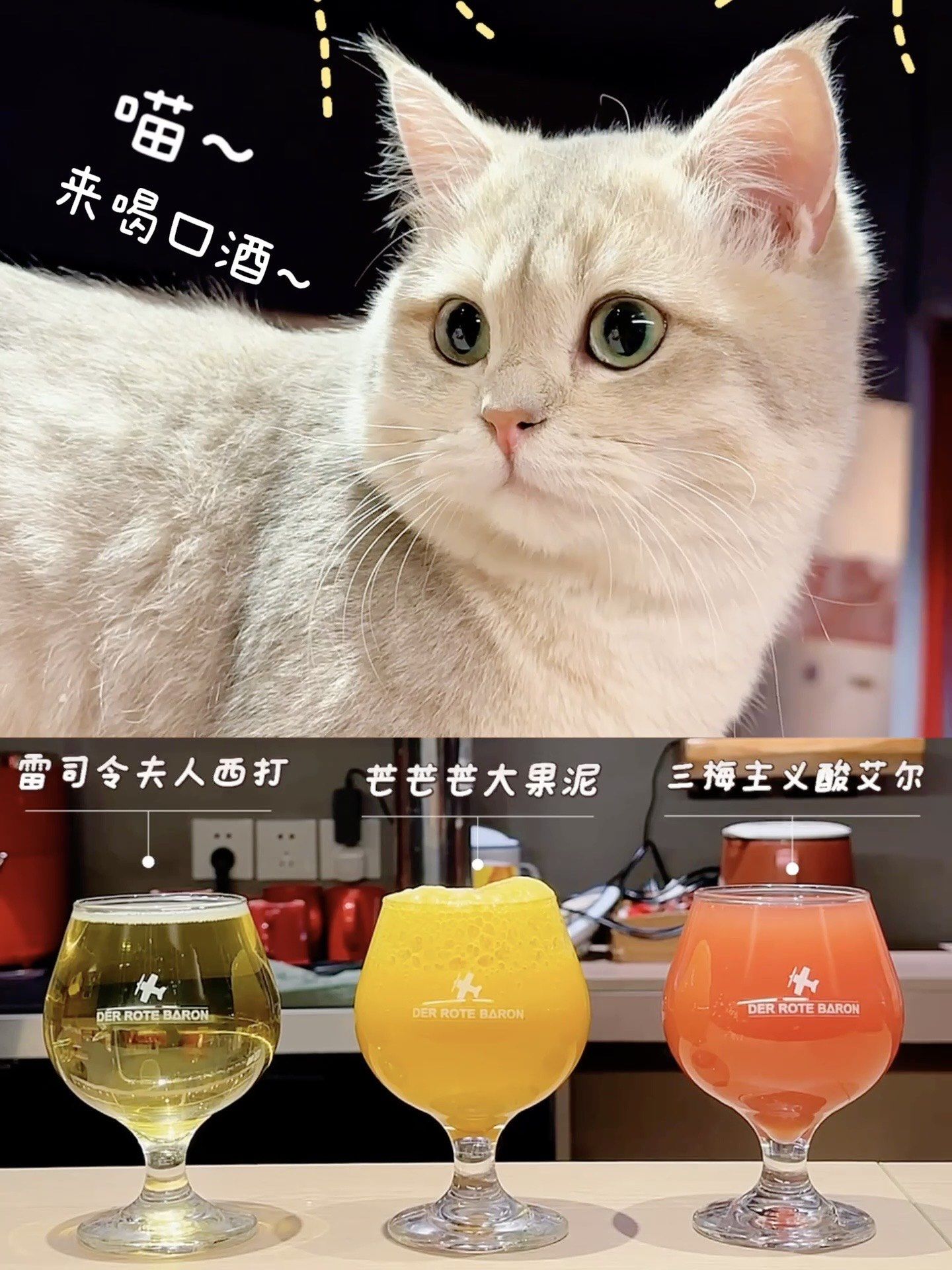 啤酒加猫咪🍻推荐一家适合姑娘的精酿酒吧