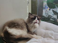 -喵喵咪呀布偶猫咖(春熙路店)