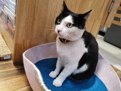 -猫的天空之城概念书店(杭州南宋御街店)