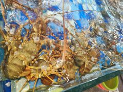 -老伙记海鲜码头(北滘店)