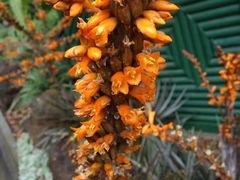 -墨尔本皇家植物园