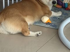 -宠福鑫康馨动物医院·骨科·眼科