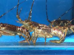 -港畔赶海蒸汽海鲜烧烤自助(仙螺岛店)