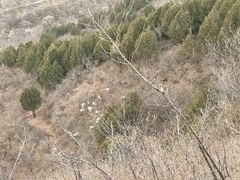 -北京鹫峰国家森林公园