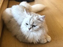 -猫腻·猫咖·撸猫馆(星光大道店)