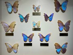 -上海昆虫博物馆