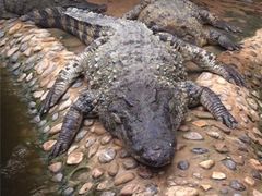 -石家庄市动物园