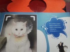 -纳吉亚猫专科动物医院博雅分院