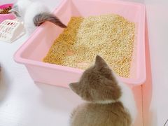 -李小姐の猫咖啡馆(五角场店)