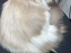 -唐小姐の猫狗洗护·购宠旗舰店(周浦万达店)