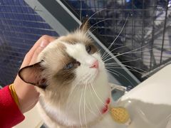 -怪兽屋·羊驼·猫咖·狗咖(俊华广场店)