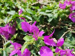 -中国科学院华南植物园