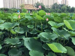 -前关湿地公园