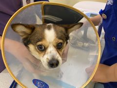 -萌兽医馆·犬猫专科·眼科中心·宠物医院(朝阳门分院)