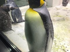 -大连圣亚海洋世界