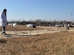 -盐城丹顶鹤湿地生态旅游区