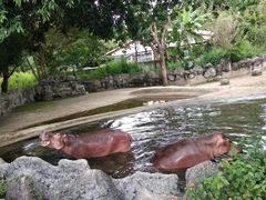 -清迈夜间动物园