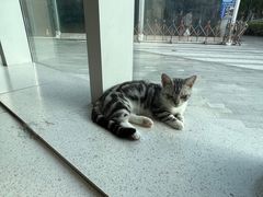 -飞行喵MR PILOT|猫舍·猫咖(静安大融城店)