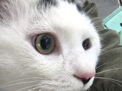 -纳吉亚猫专科动物诊疗中心(蒋宅口分院)