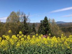 -桑洲油菜花景区