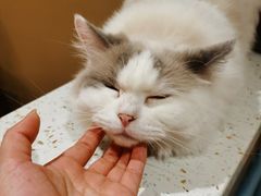 -滚猫咖啡·猫咖·猫友好撸猫(未来城店)