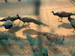 -萌宠亲子动物乐园(槐房万达店)