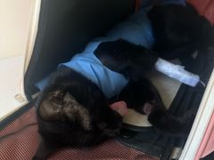 -美联众合动物医院·24h京西诊疗中心