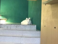 -飞行喵MR PILOT|猫舍·猫咖(静安大融城店)