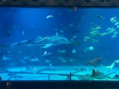 -烟台海昌鲸鲨海洋公园