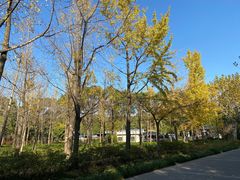 -黄兴公园