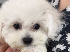 -萌宠之家·腊肠犬·马尔泰·小体犬舍