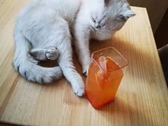 -猫腻·猫咖·撸猫馆(星光大道店)