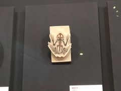 -周口店北京人遗址公园