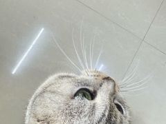 -猫咪咖啡店(新城大街店)