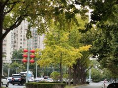-三里屯东五街银杏大道