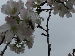 -天适樱花悠乐园