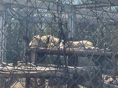 -合肥野生动物园