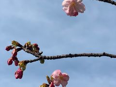 -台场海滨公园船码头