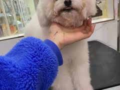 -狗不理喵子(百富路店)