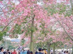 -风云岭森林公园