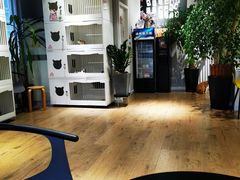 -东方名猫馆·英短金渐层布偶猫舍(环线广场1号楼店)