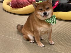 -逗柴咖啡屋·狗咖猫咖宠物桌游