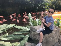 -新加坡飞禽公园
