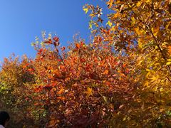 -北京西山国家森林公园