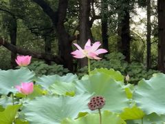 -西湖游船