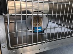 -艾贝尔宠物医院·24H转诊中心·肿瘤猫专科(江宁双龙店)