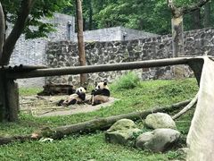 -都江堰中华大熊猫苑